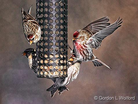 Redpolls On A Feeder_28452.jpg - Common Redpoll (Carduelis flammea) photographed at Ottawa, Ontario, Canada.